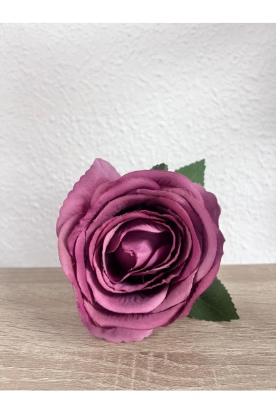 Rosa Malva